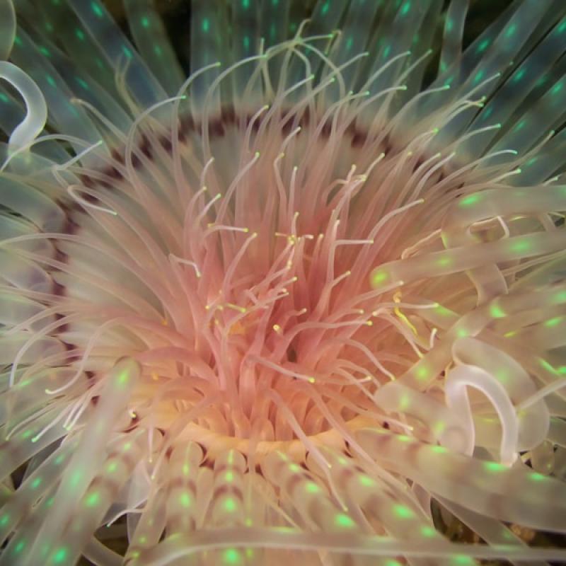Thau Faune Flore 40