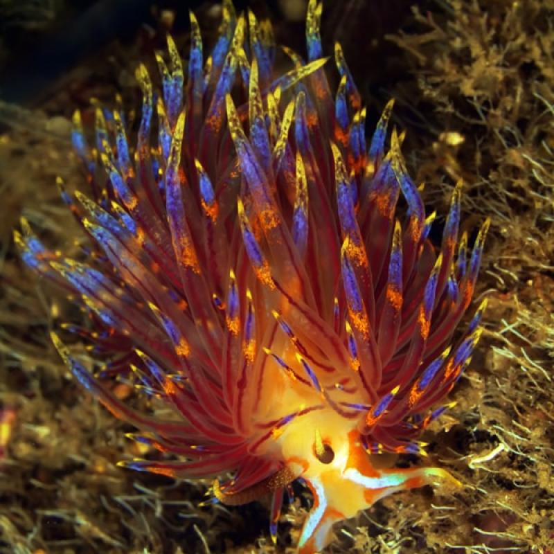 Thau Faune Flore 62