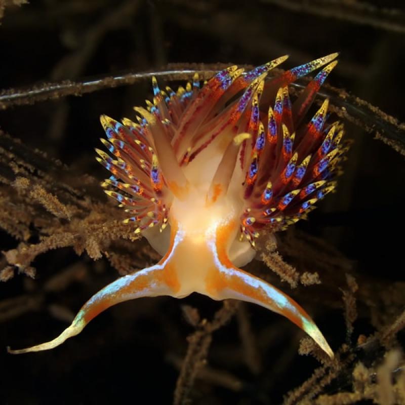 Thau Faune Flore 63