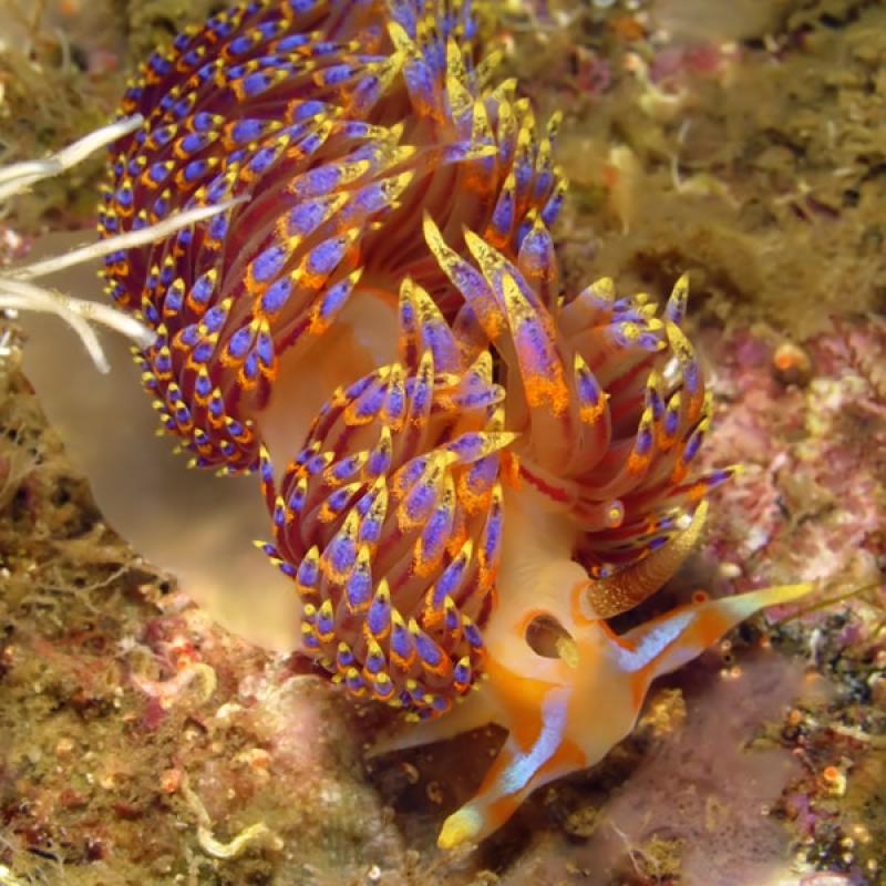Thau Faune Flore 75